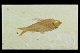 Fossil Fish (Knightia) - Green River Formation #122819-1